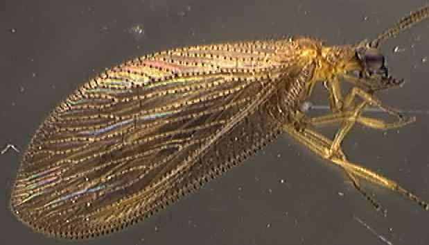 Hemerobius stigma